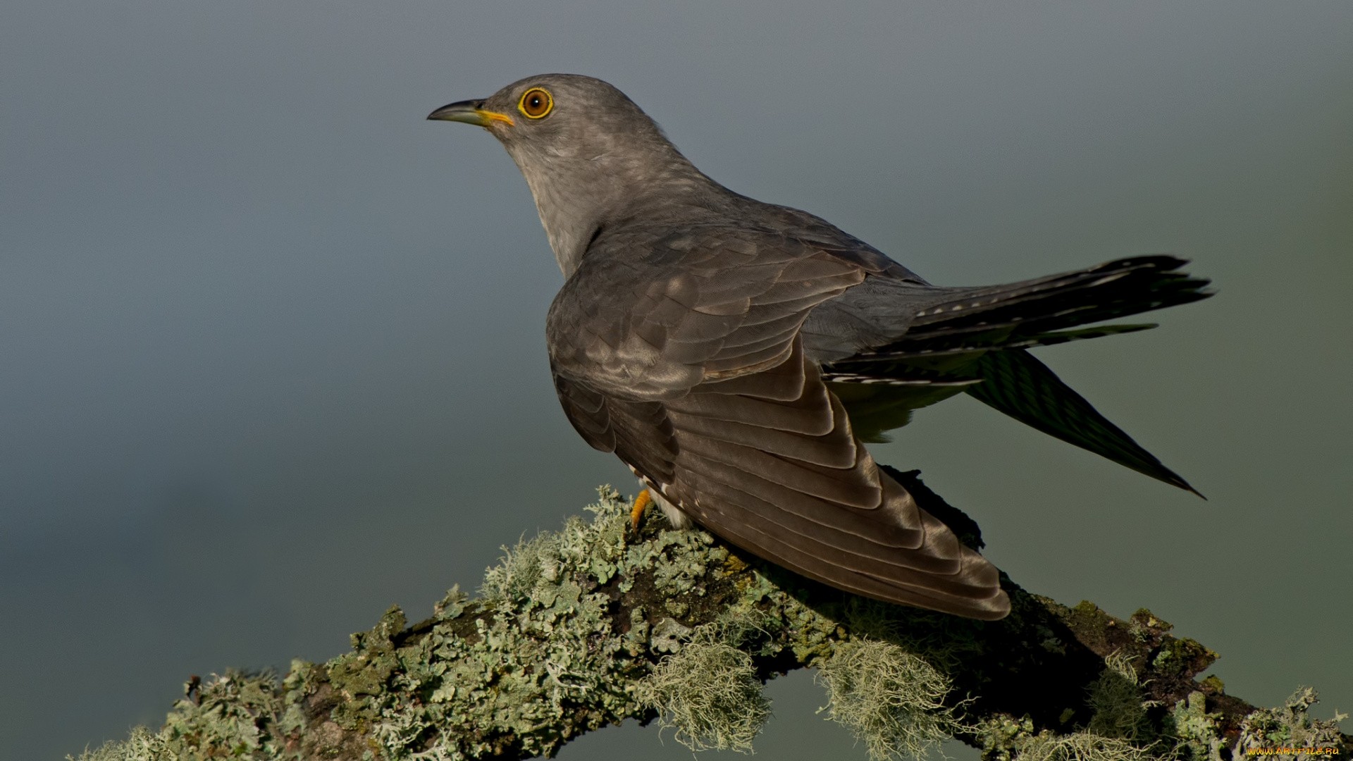 Cuckoo Image
