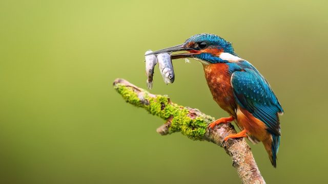 Kingfisher Picture