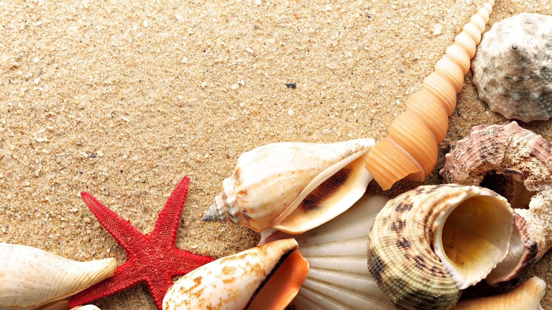 Seashell Image