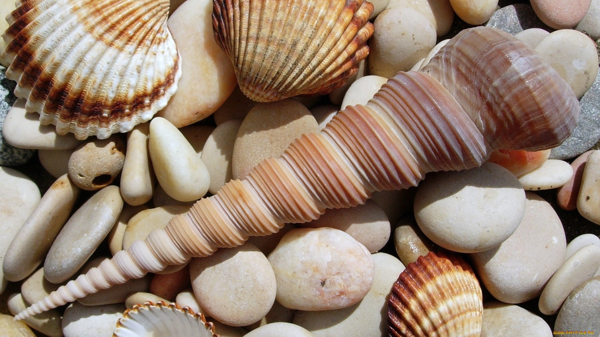 Seashell Picture