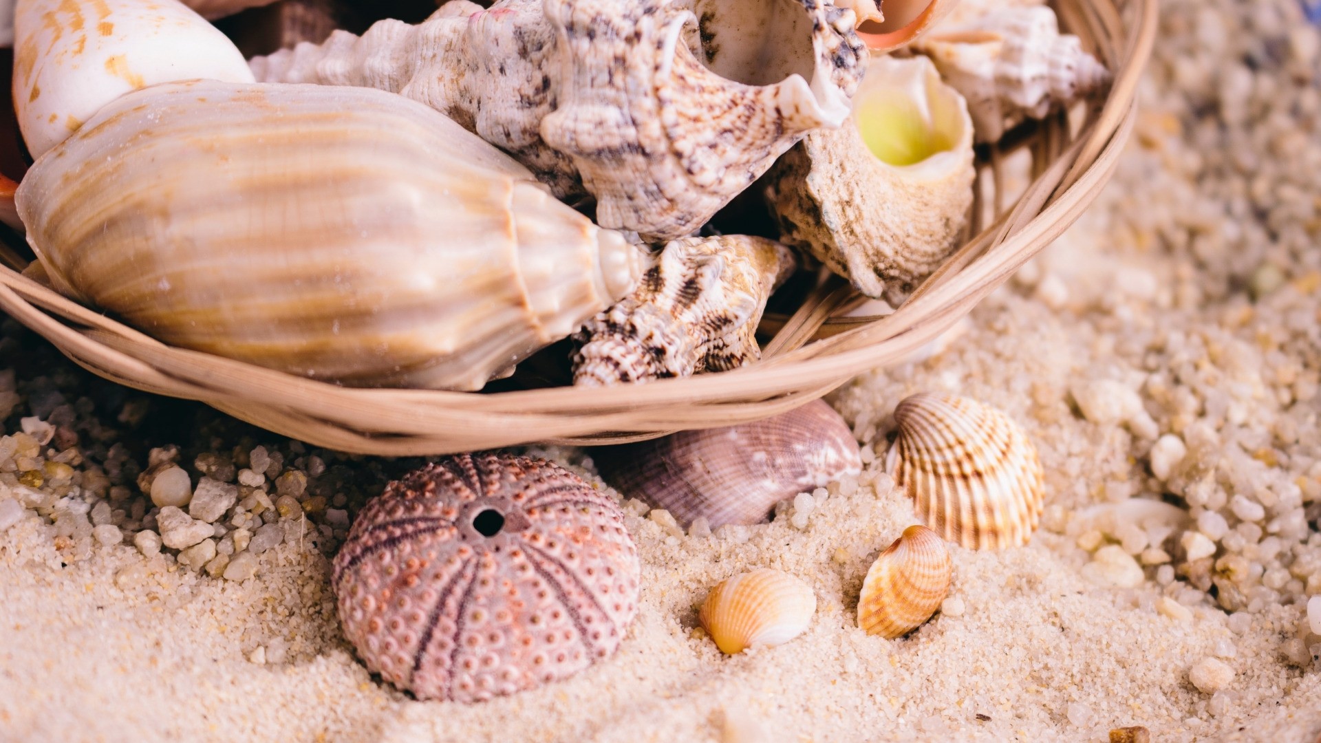 Seashell Picture