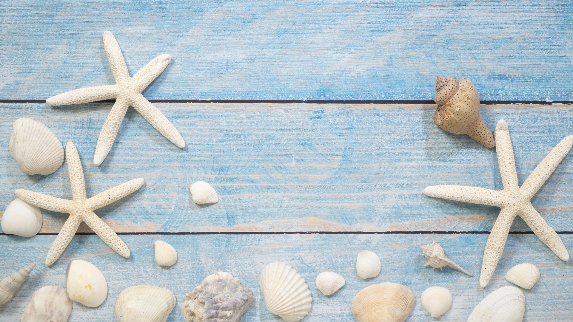 Seashells On Boards Picture