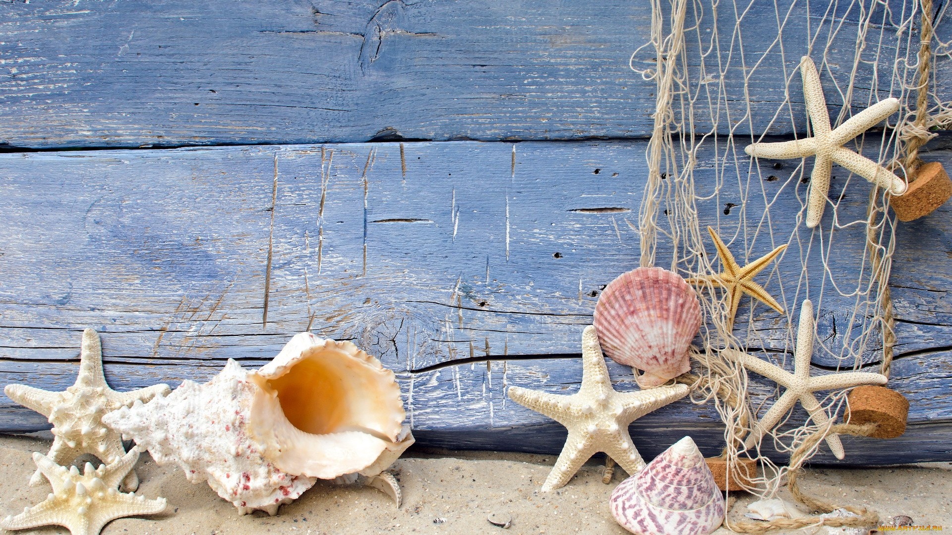 Seashells On Boards Wallpaper