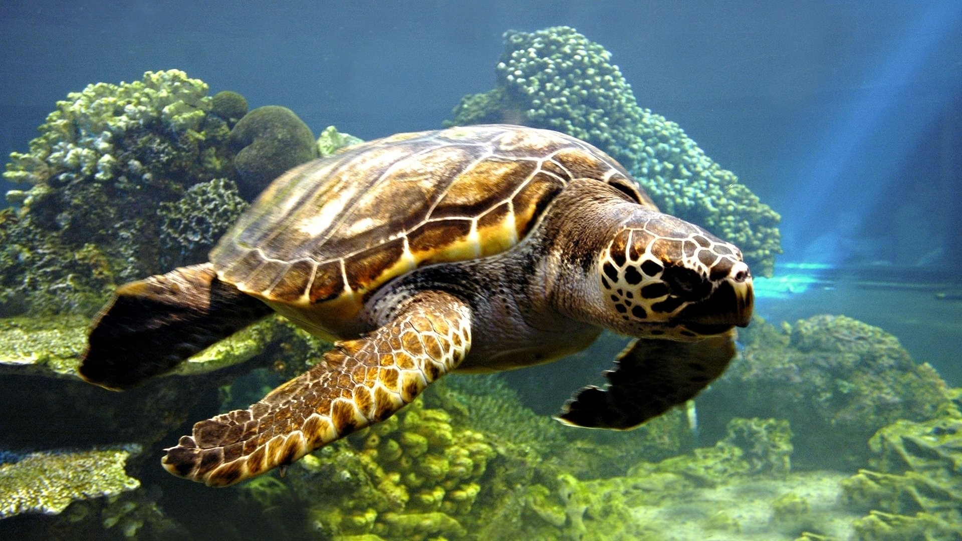 Turtle Pic