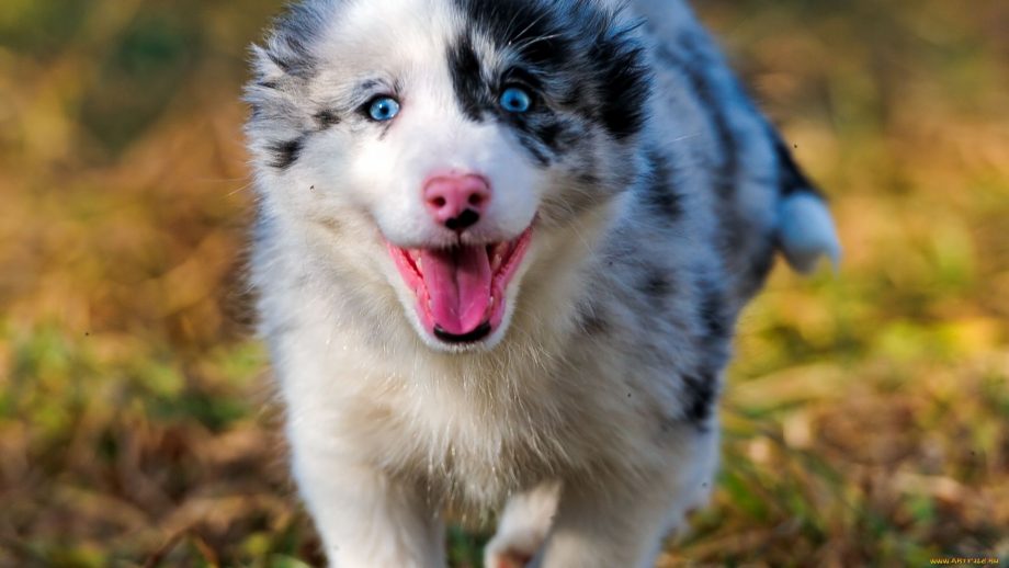 30 Australian Shepherd Aussie Wallpapers - Wallpaperboat