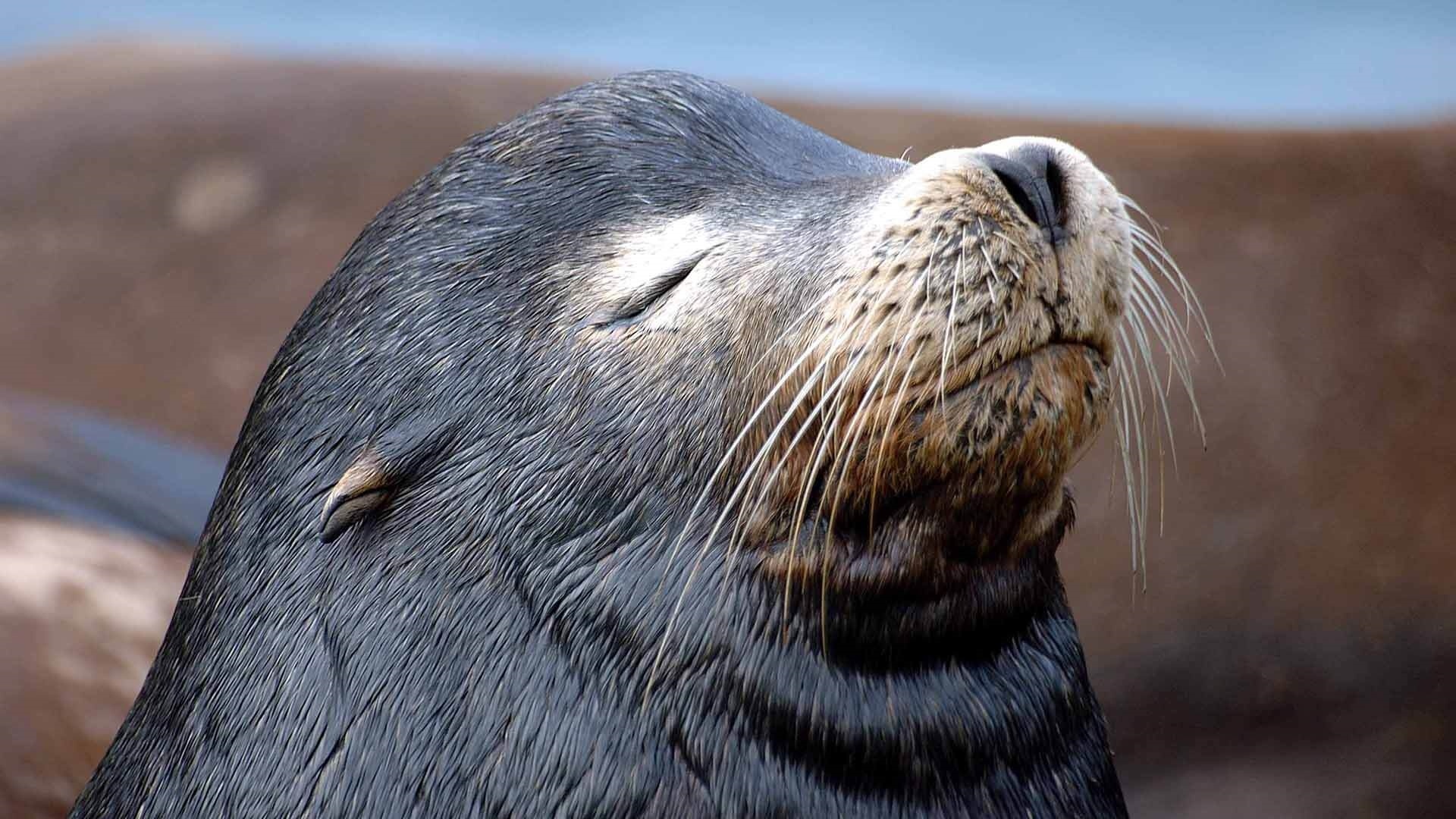 Fur Seal Background