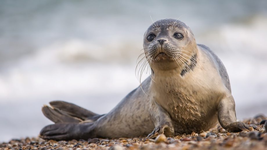 17 Fur Seal Wallpapers - Wallpaperboat