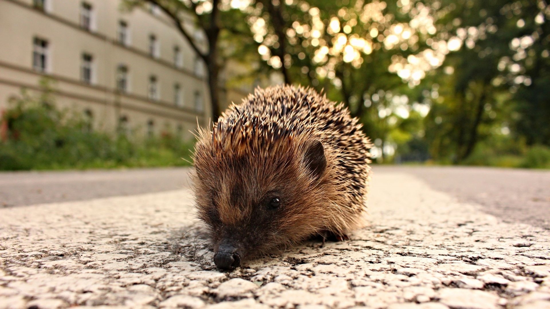 Hedgehog Background
