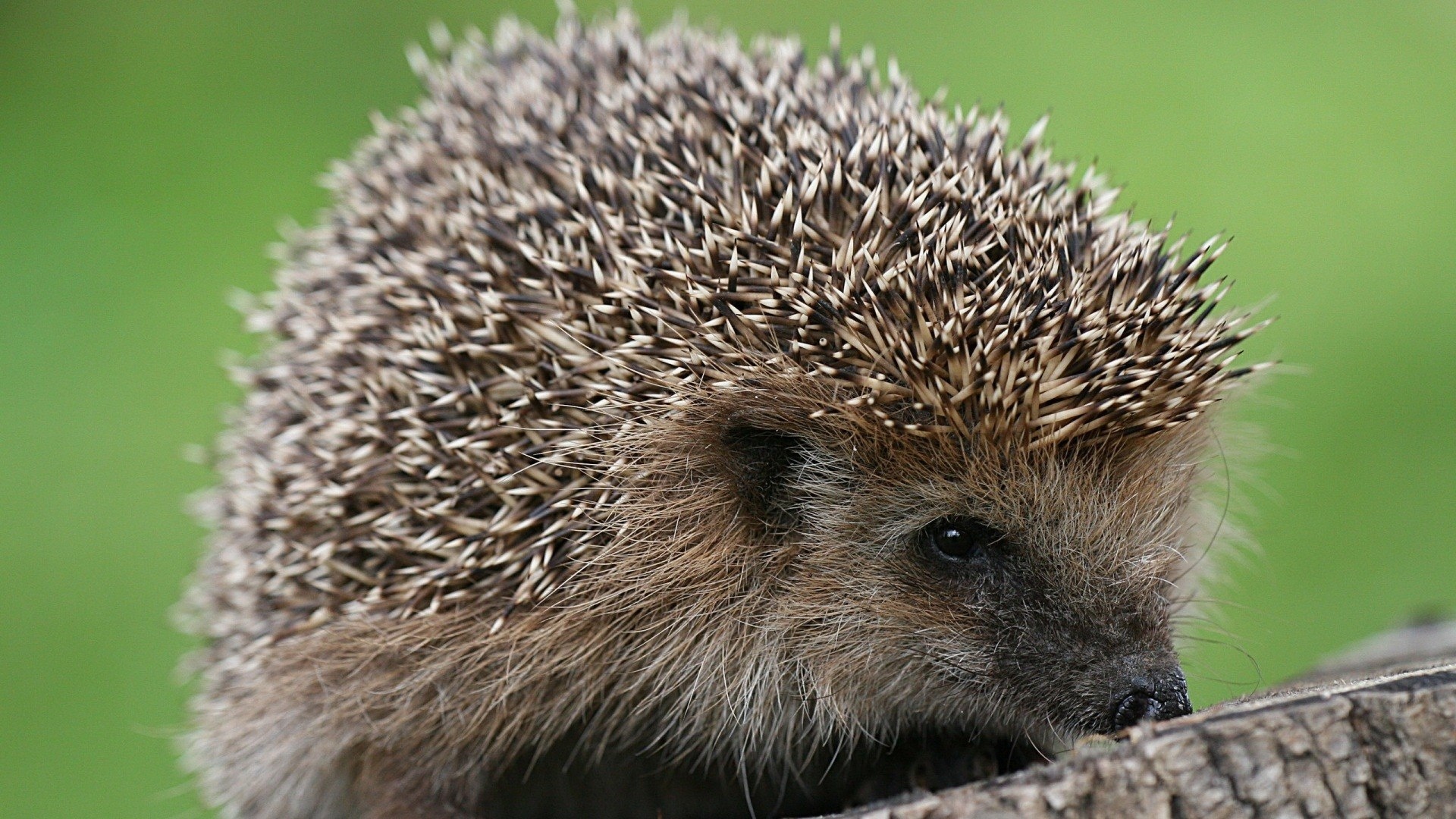 Hedgehog wallpaper photo hd