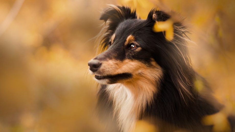 23 Sheltie Wallpapers - Wallpaperboat