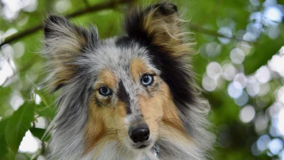 23 Sheltie Wallpapers - Wallpaperboat