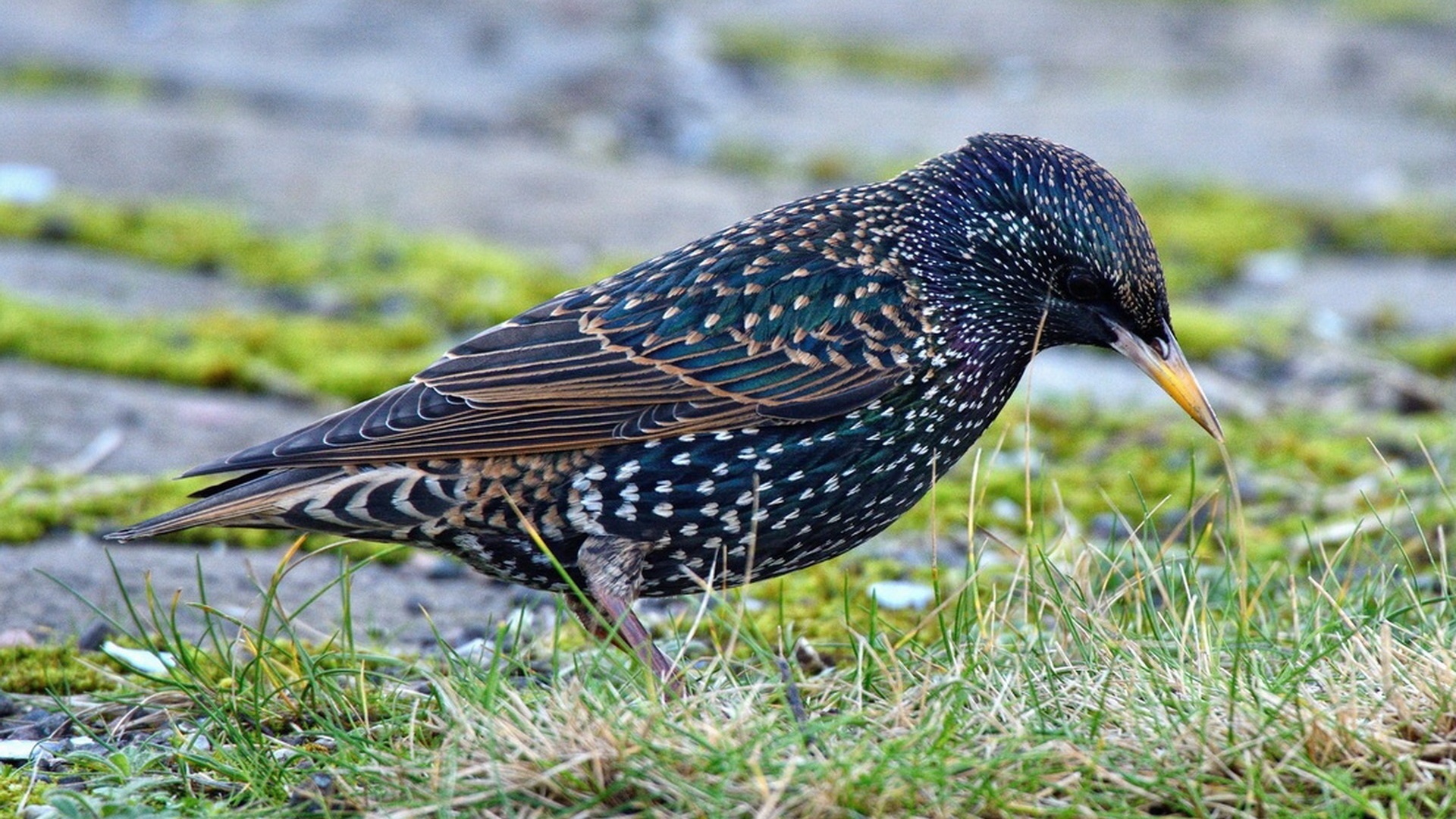 Starling Pic