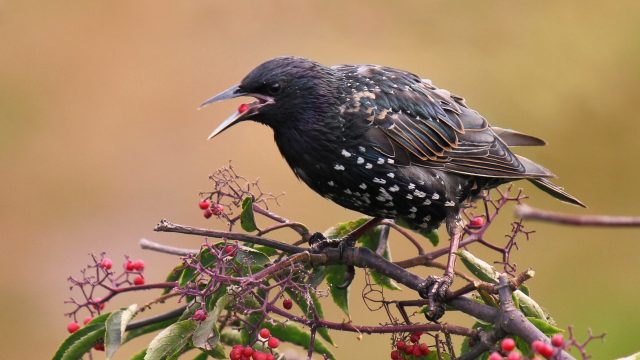 19 Starling Wallpapers - Wallpaperboat