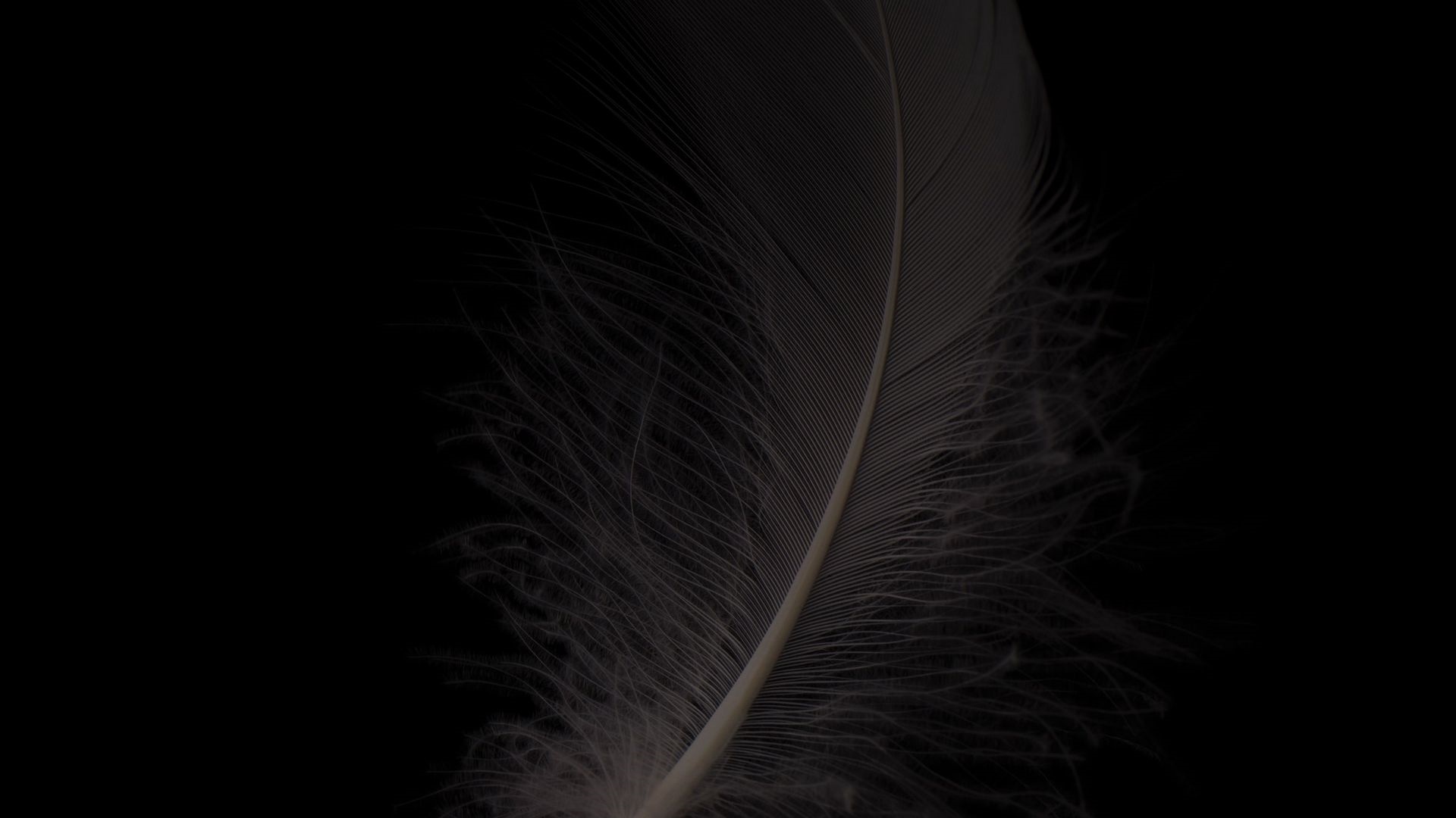 Bird Feather Background