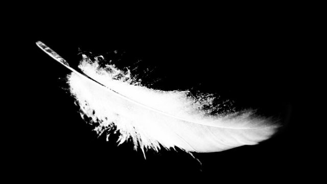 Bird Feather Pic
