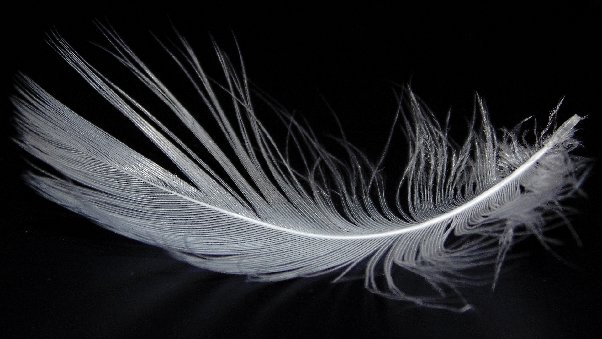 Bird Feather Image