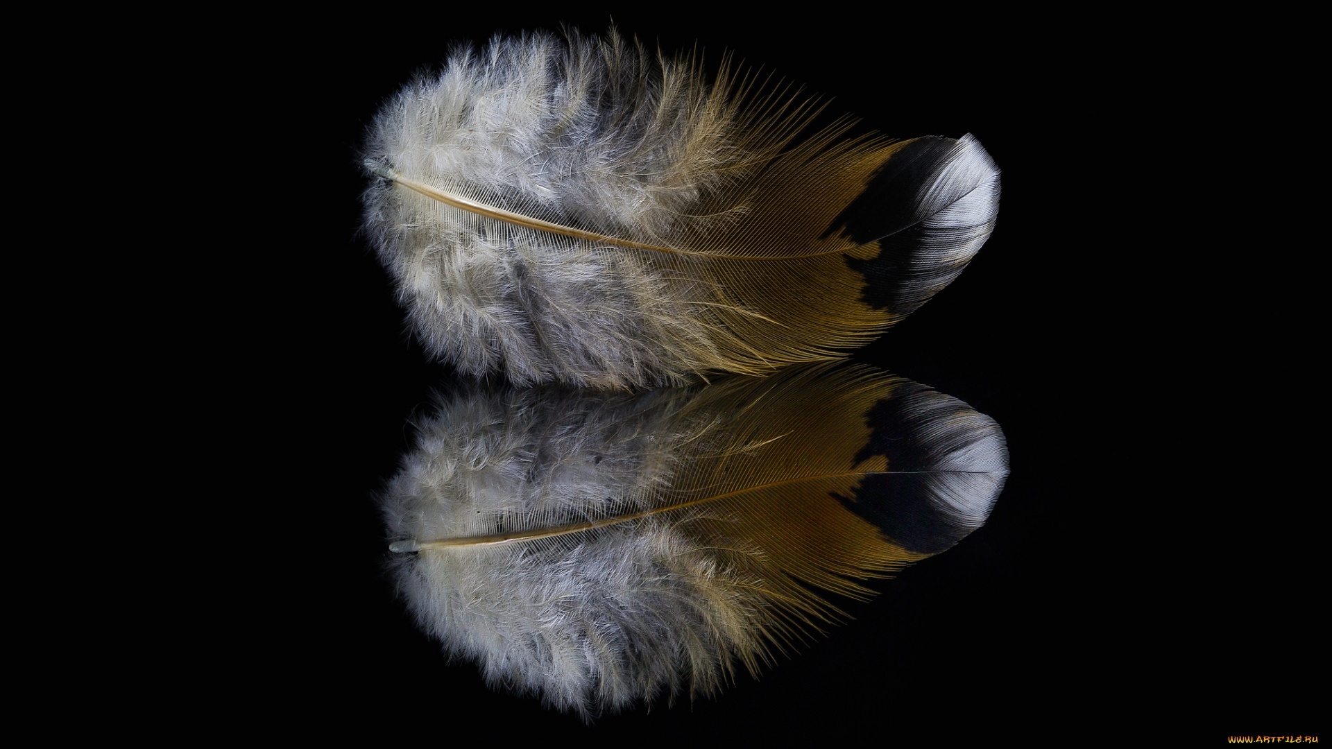 Bird Feather Background