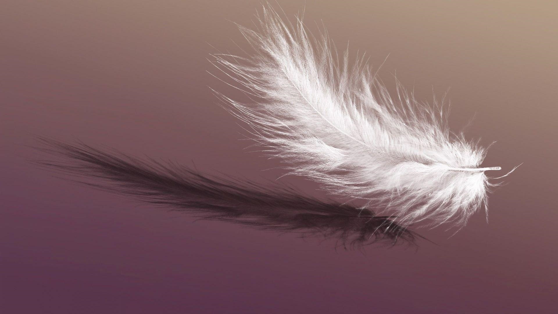 Bird Feather Picture