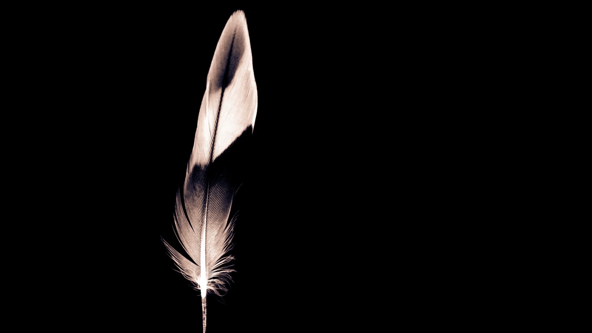 Bird Feather desktop wallpaper hd