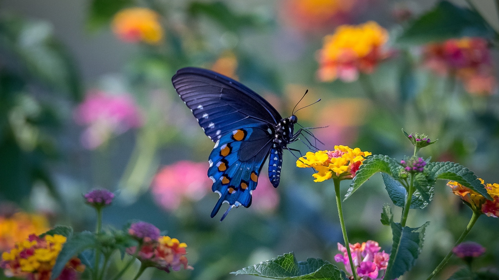 Butterfly On A Flower Pic