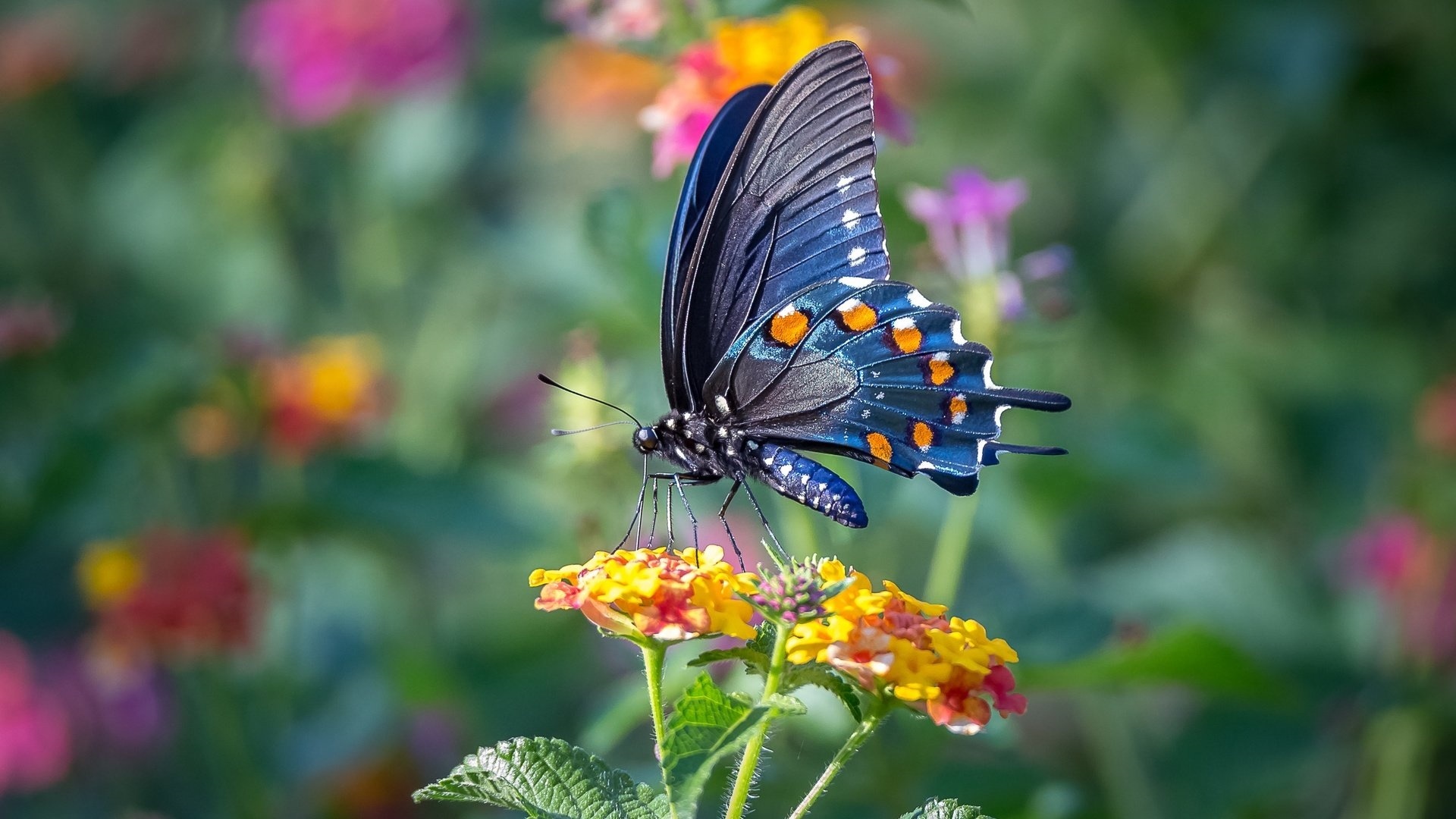 Butterfly On A Flower Background