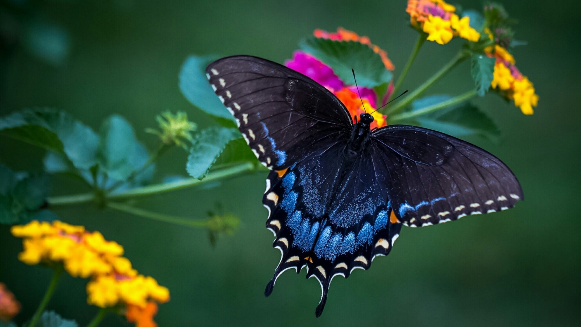 Butterfly On A Flower Picture