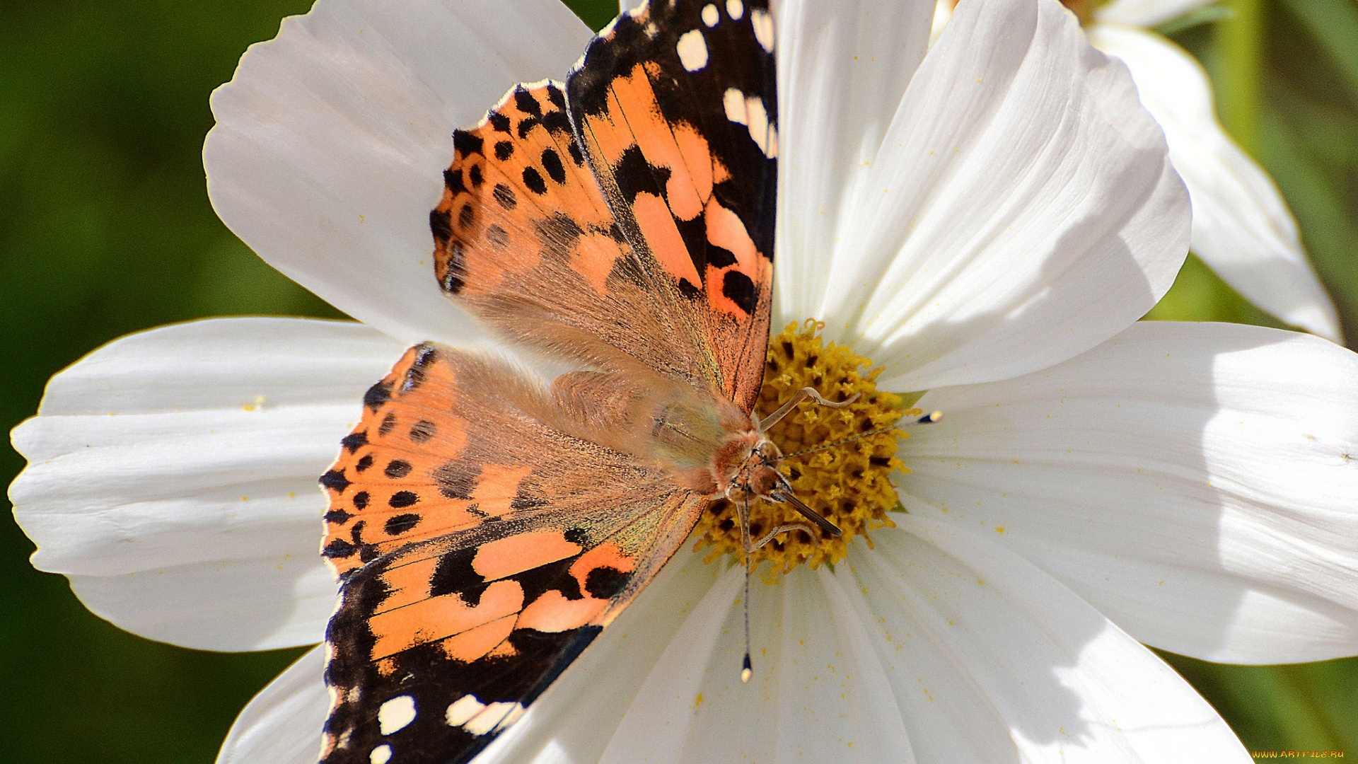 Butterfly On A Flower Pic