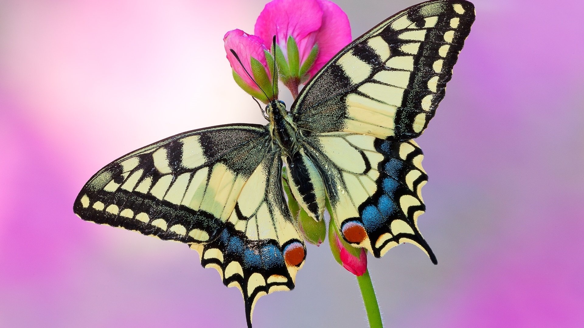 Butterfly On A Flower Wallpaper theme
