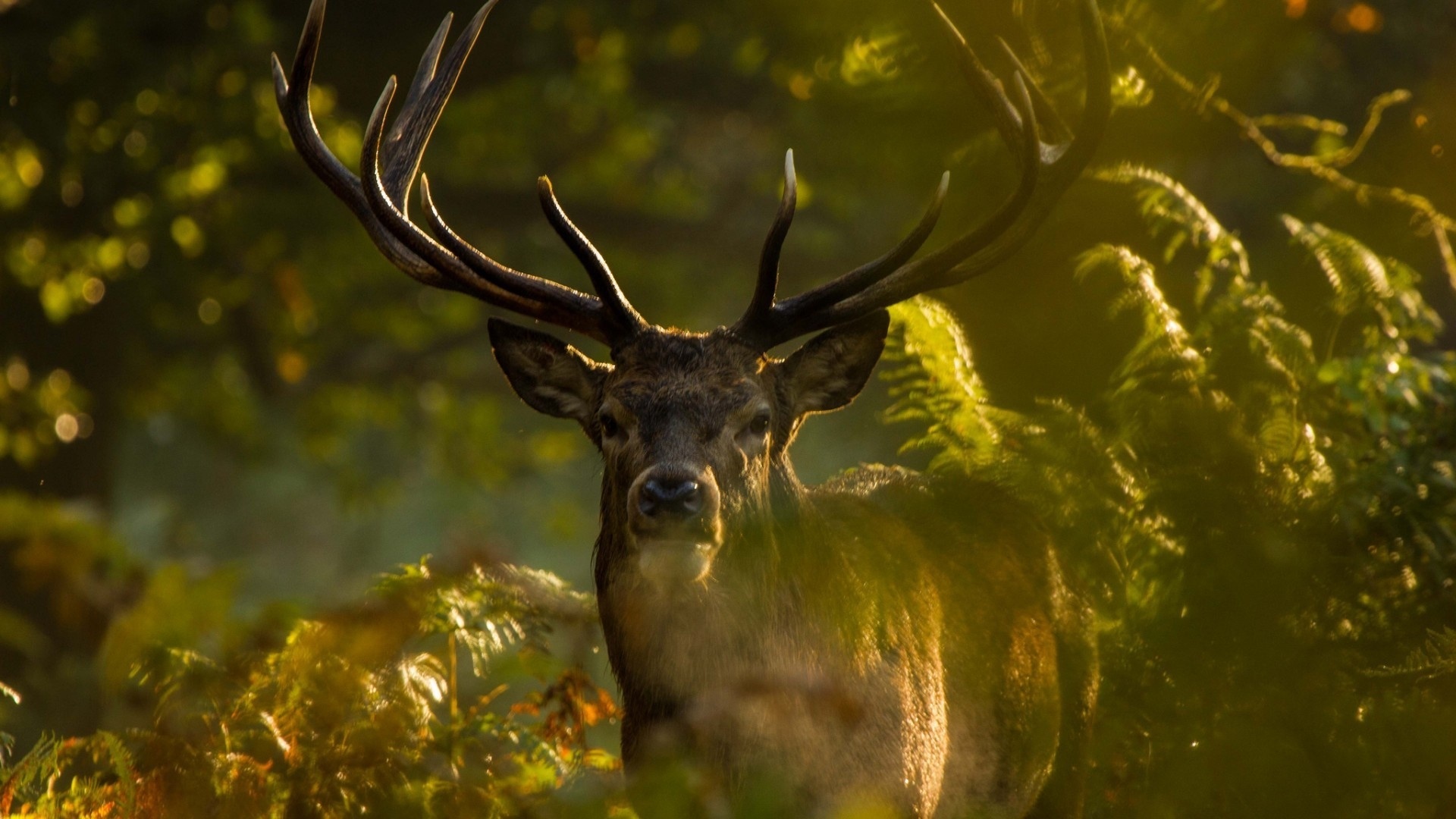 Deer In The Forest HD Wallpaper