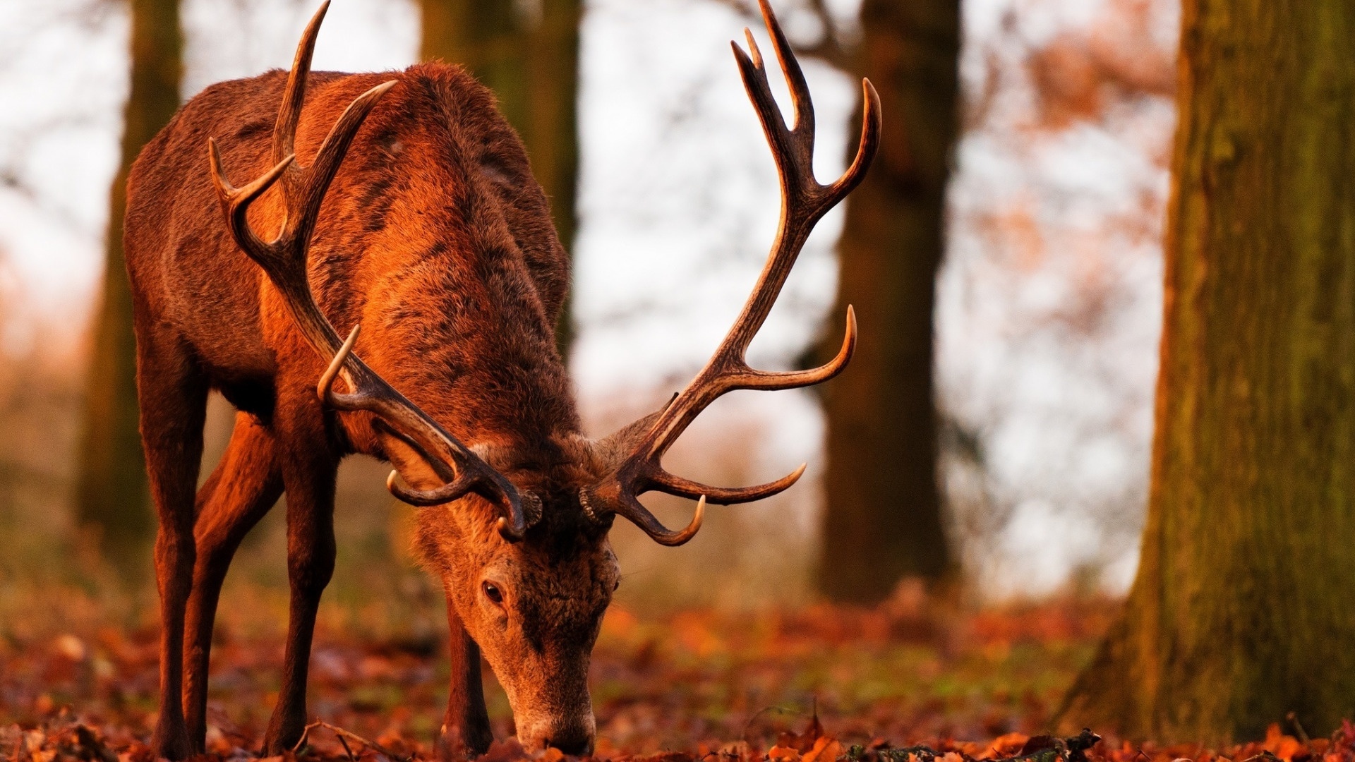 Deer In The Forest Desktop Wallpaper