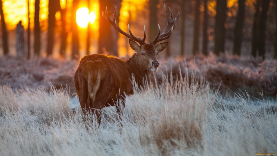 25 Deer in the Forest Wallpapers - Wallpaperboat