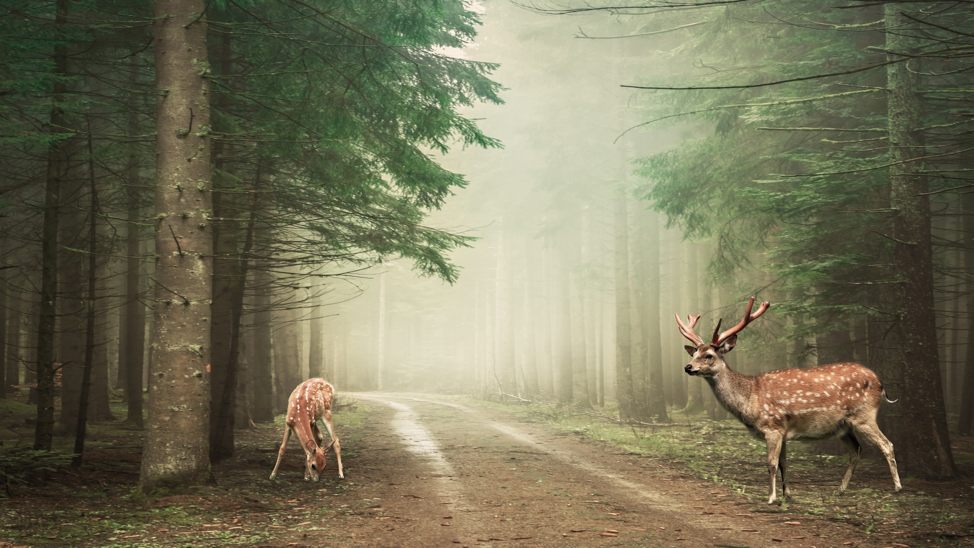 Deer In The Forest Pic