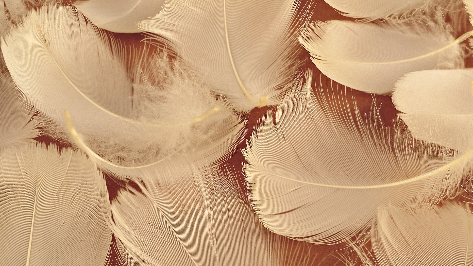 Feathers Wallpaper