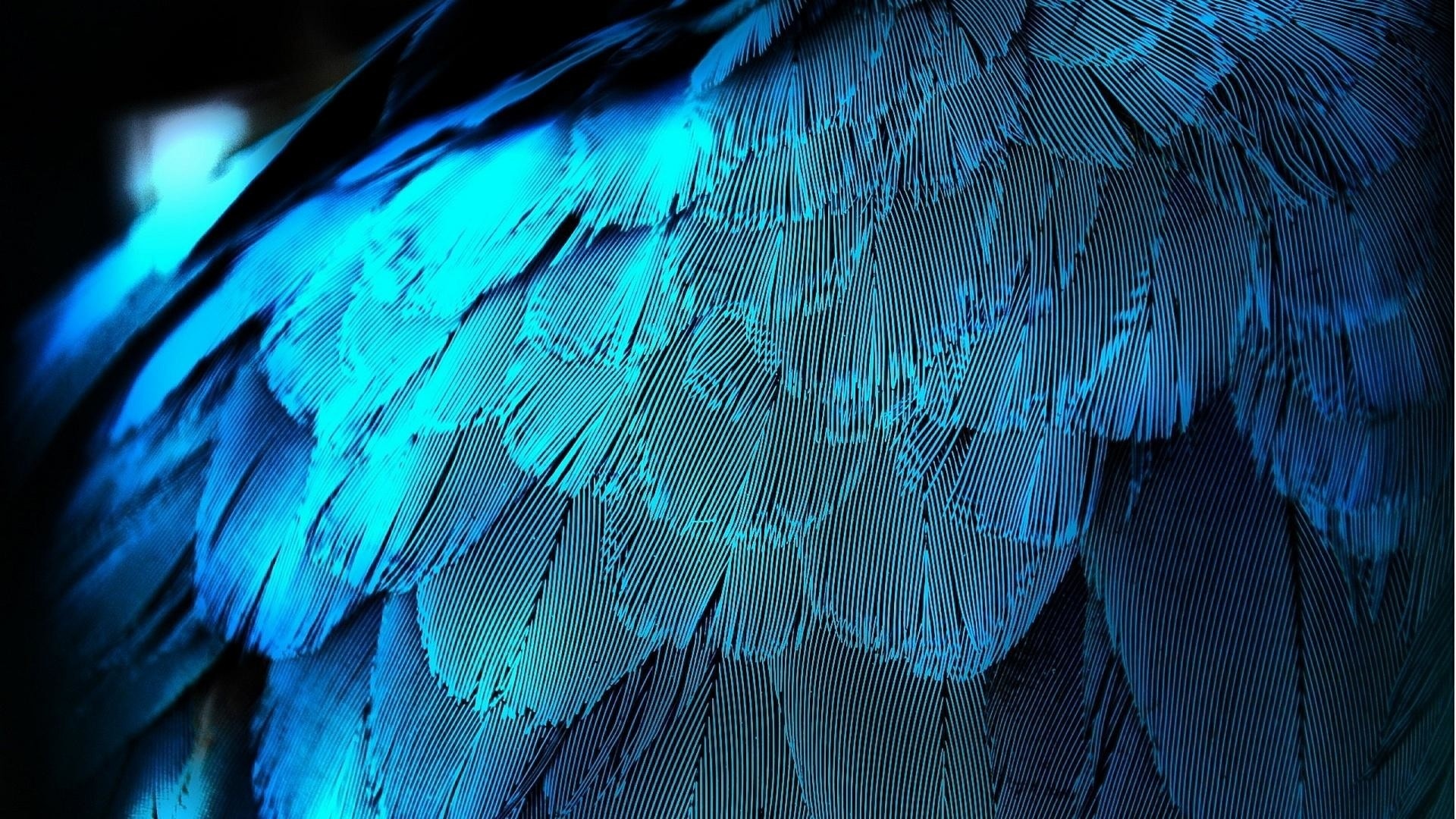 Feathers Image