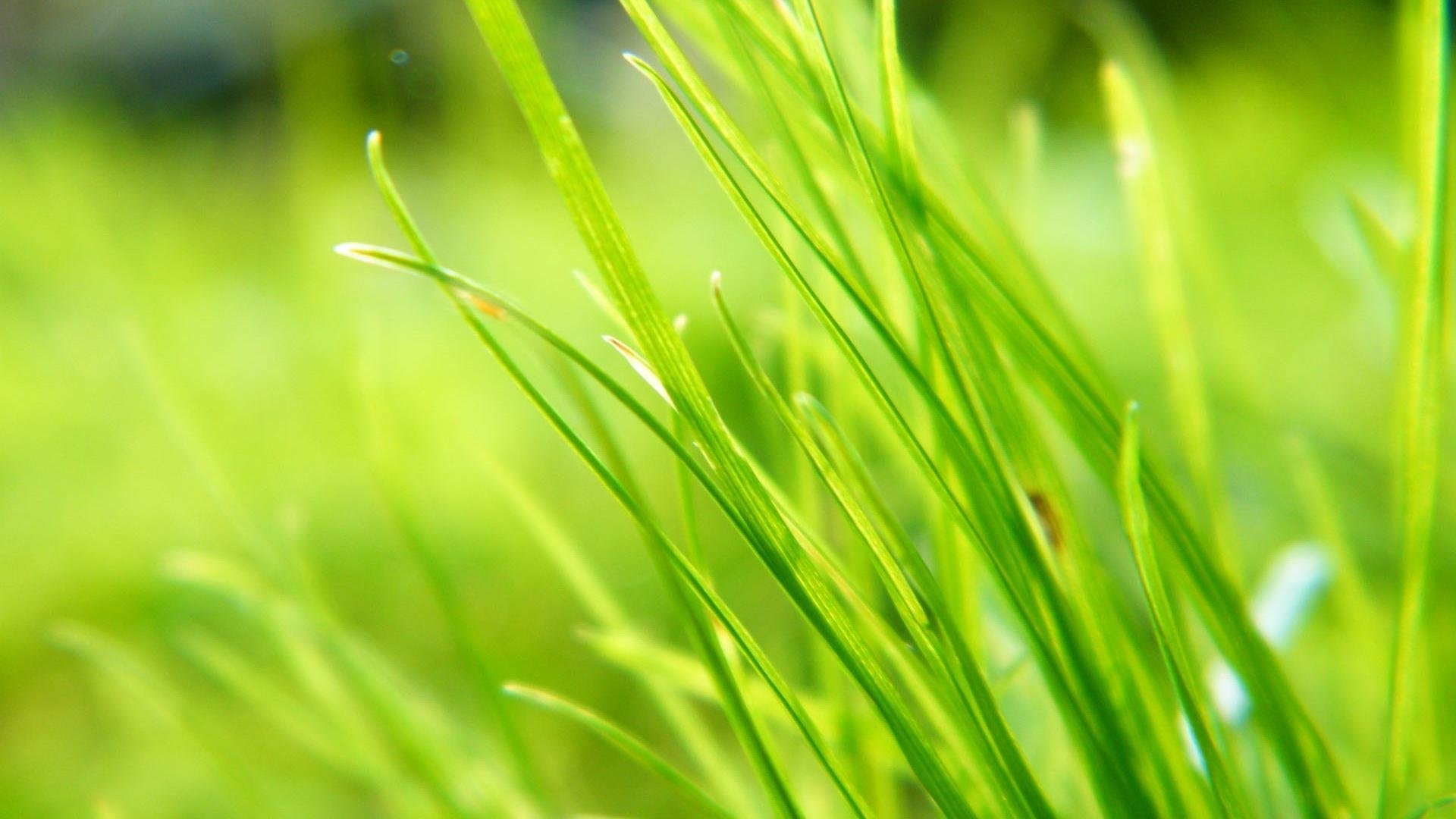 Green Grass Image
