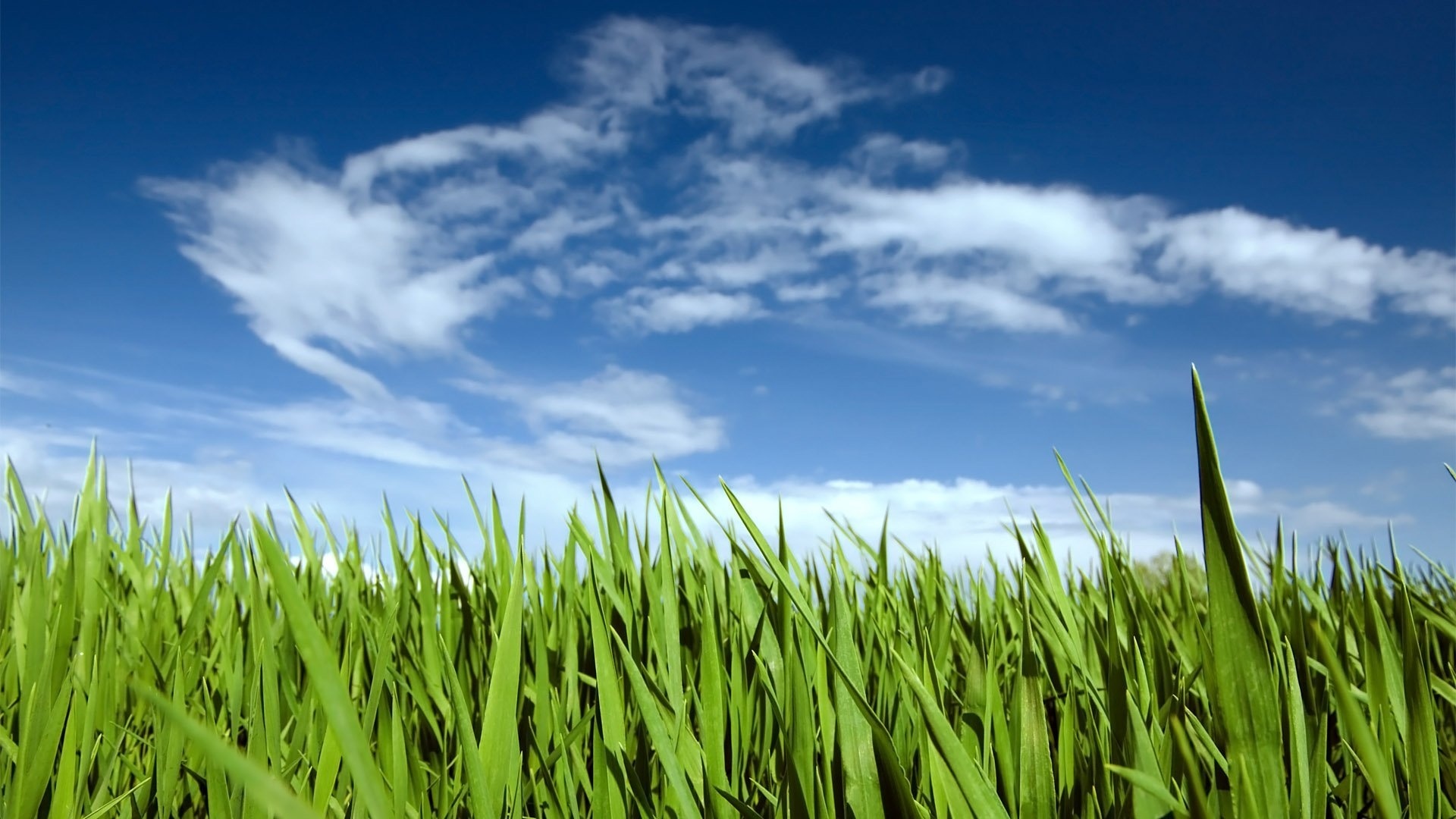 Sky And Grass Background