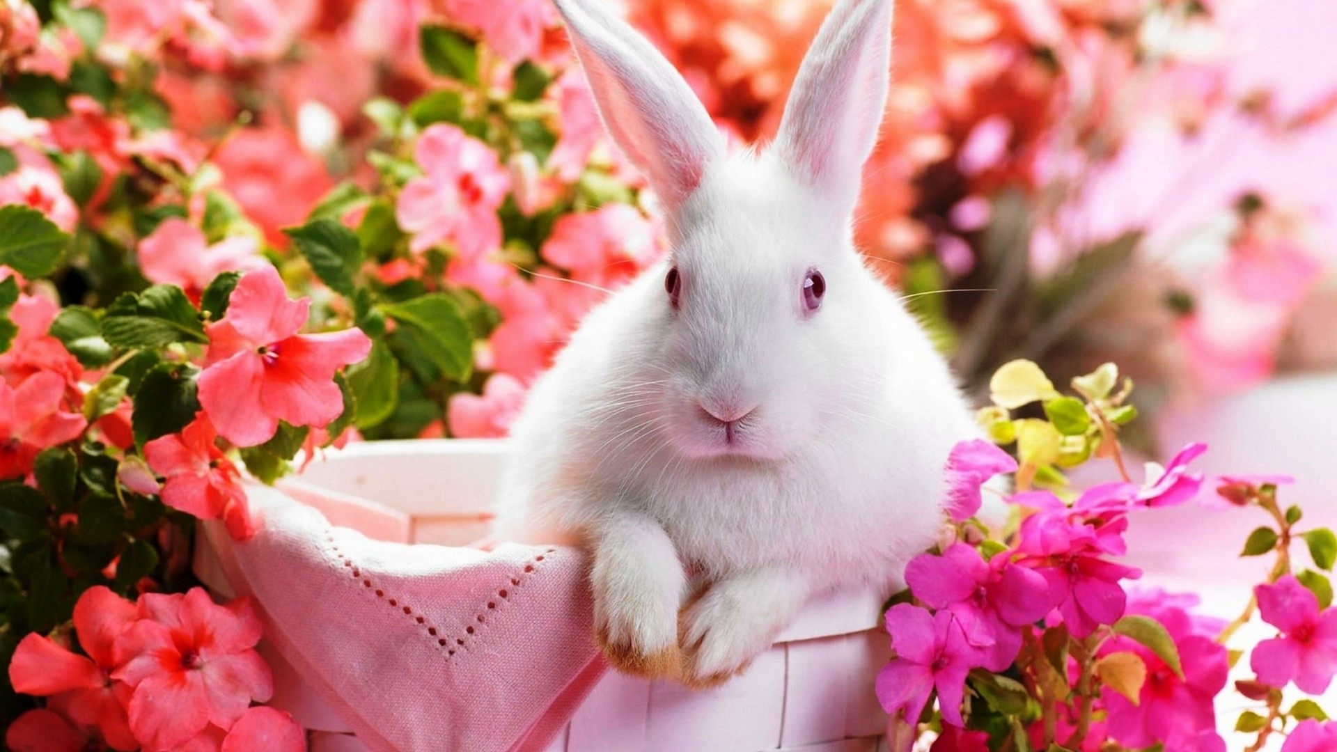 Cute Rabbit HD Wallpaper