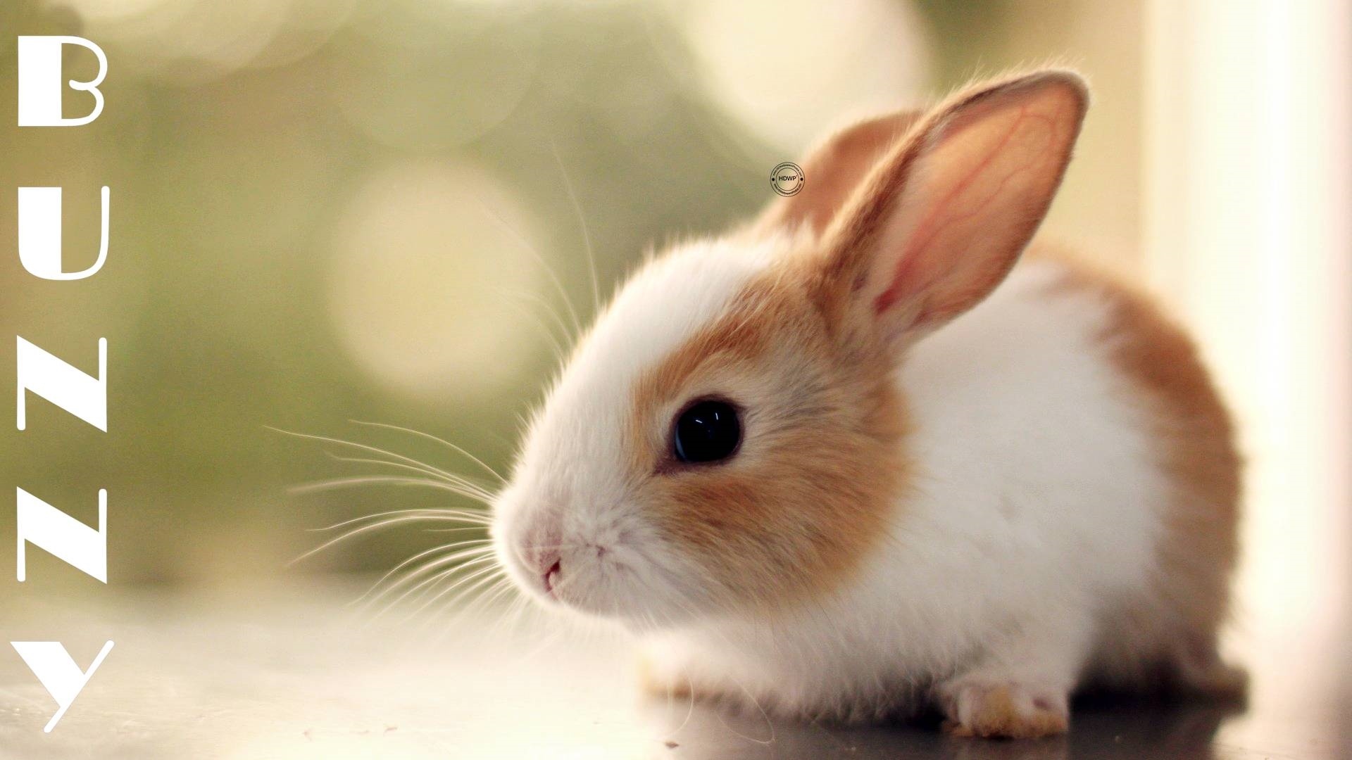 Cute Rabbit Picture