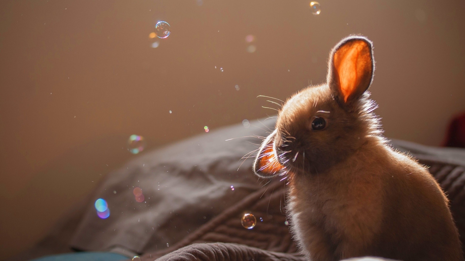 Cute Rabbit Background