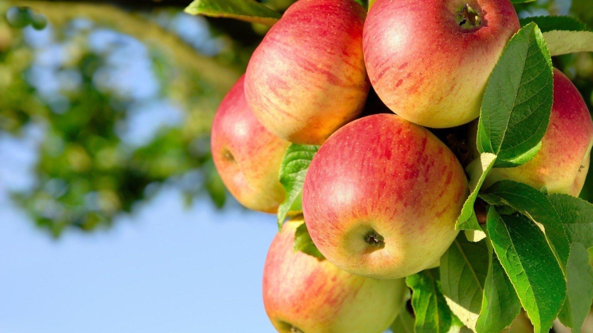 27 Apple Fruit Wallpapers - Wallpaperboat