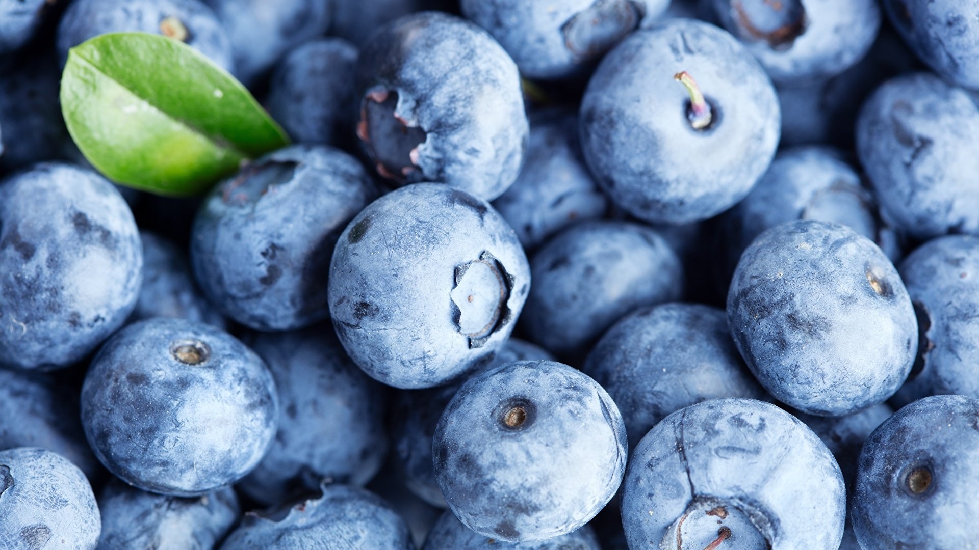 Blueberries wallpaper for desktop