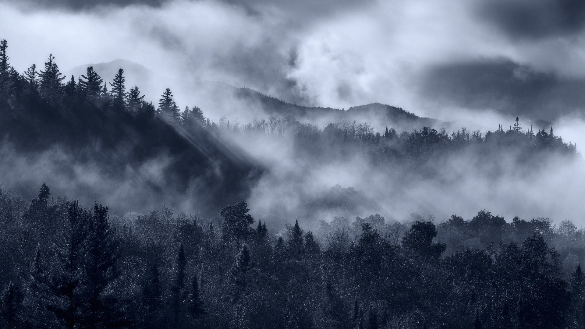 Mountains And Forest In Fog Picture