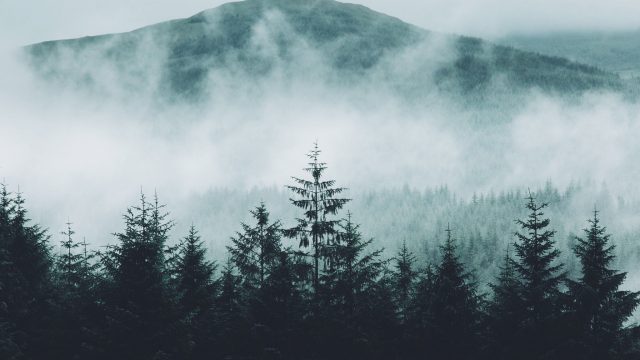 Mountains And Forest In Fog Pic
