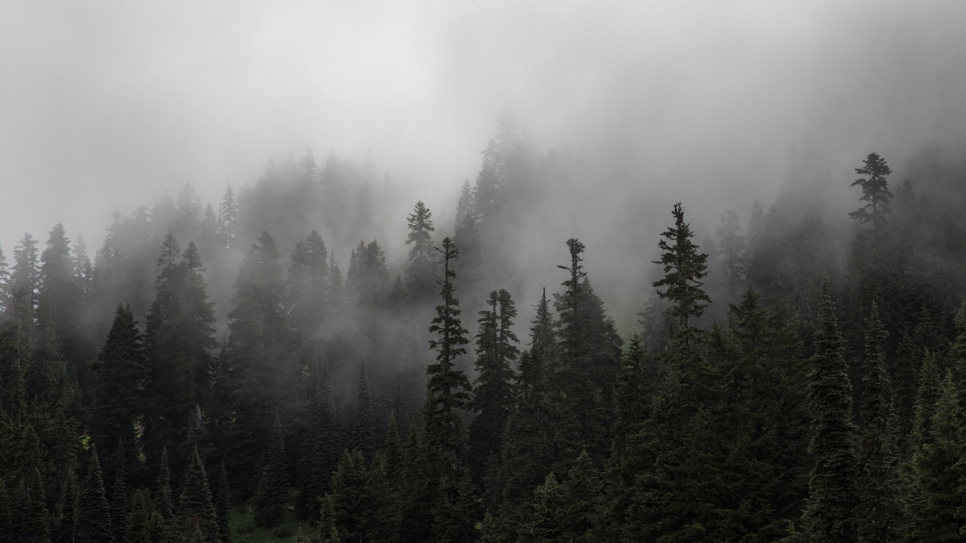 Mountains And Forest In Fog Desktop Wallpaper