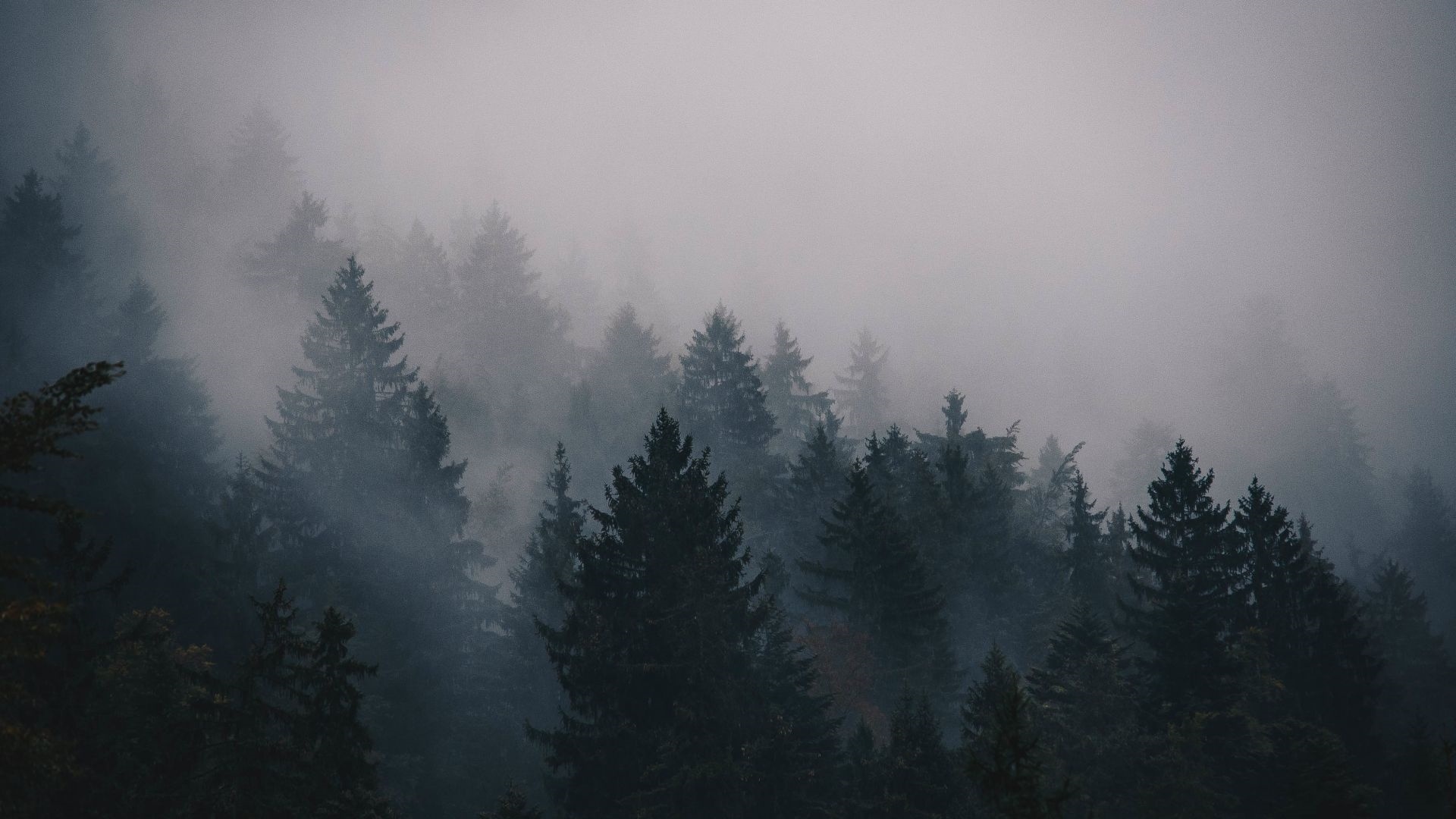 Mountains And Forest In Fog Desktop Wallpaper