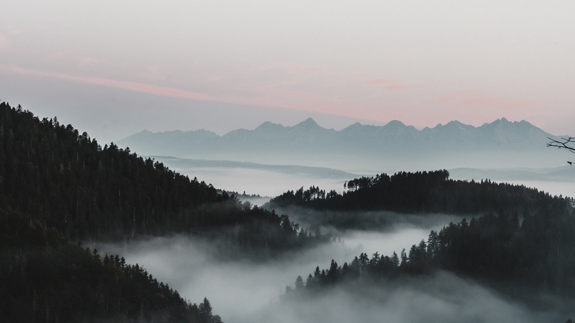 Mountains And Forest In Fog Pic