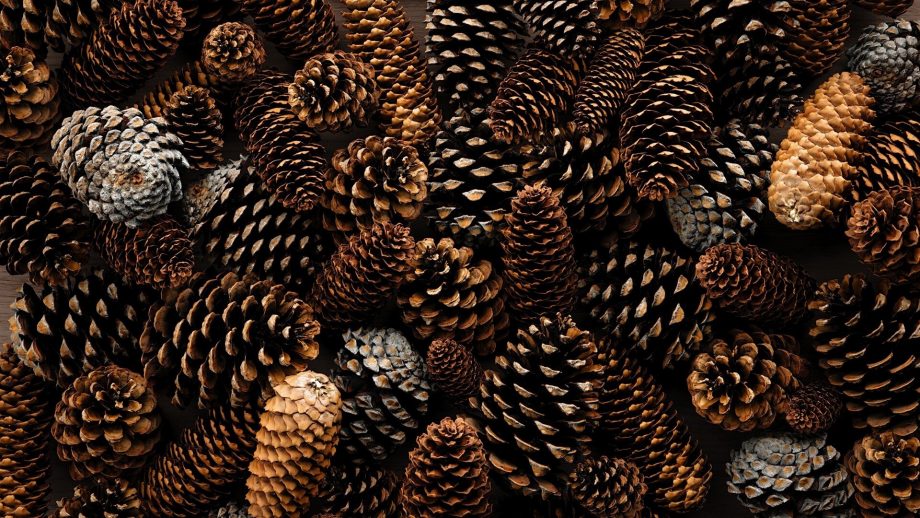 26 Pine Cone Wallpapers - Wallpaperboat