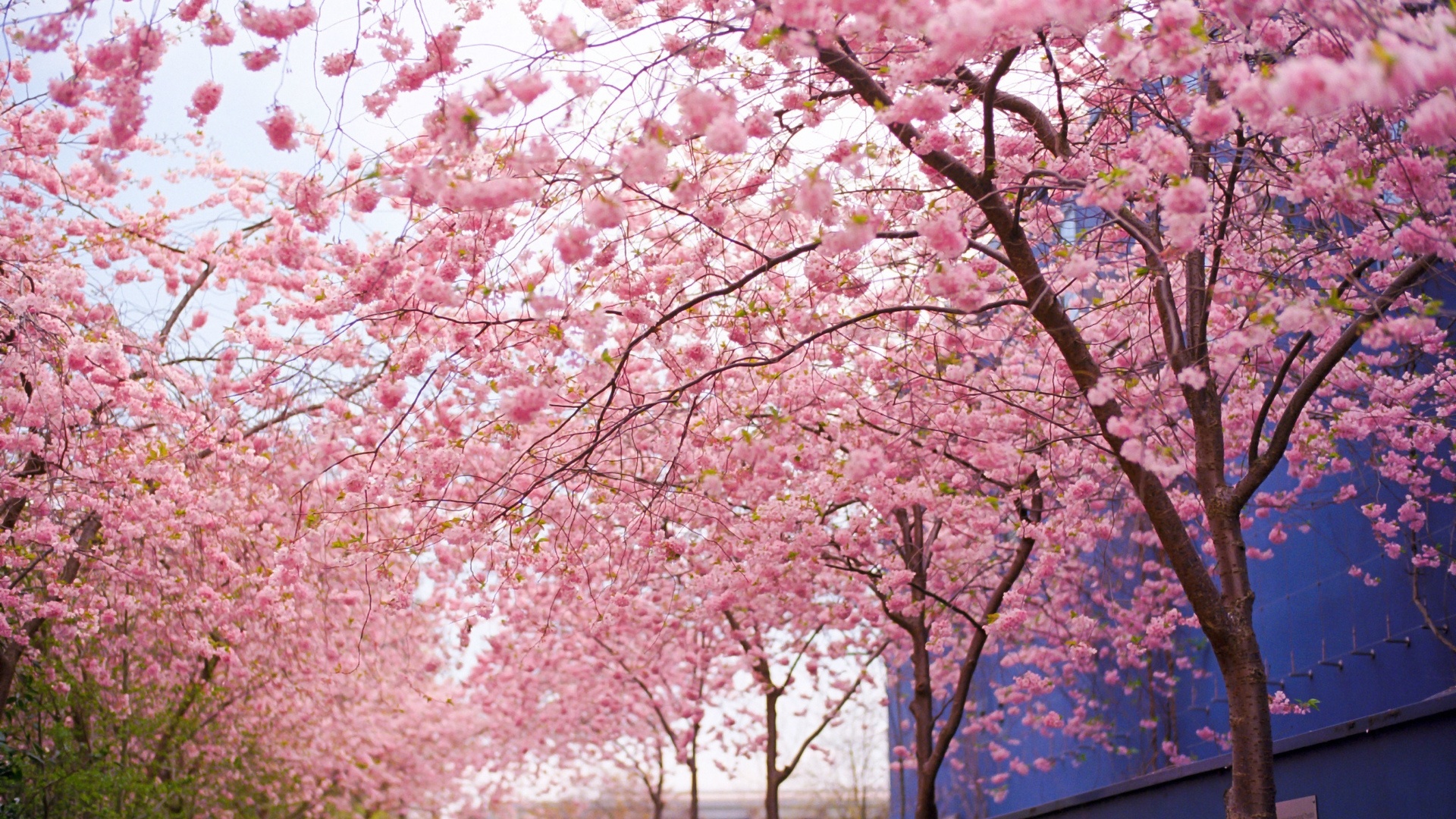 Sakura Blossom Wallpaper
