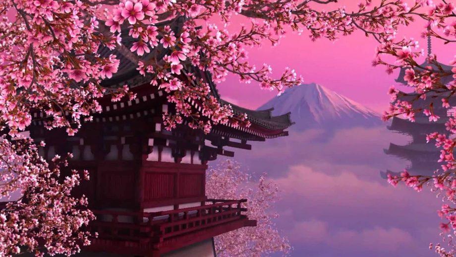 Обои sakura blossom wallpaper engine