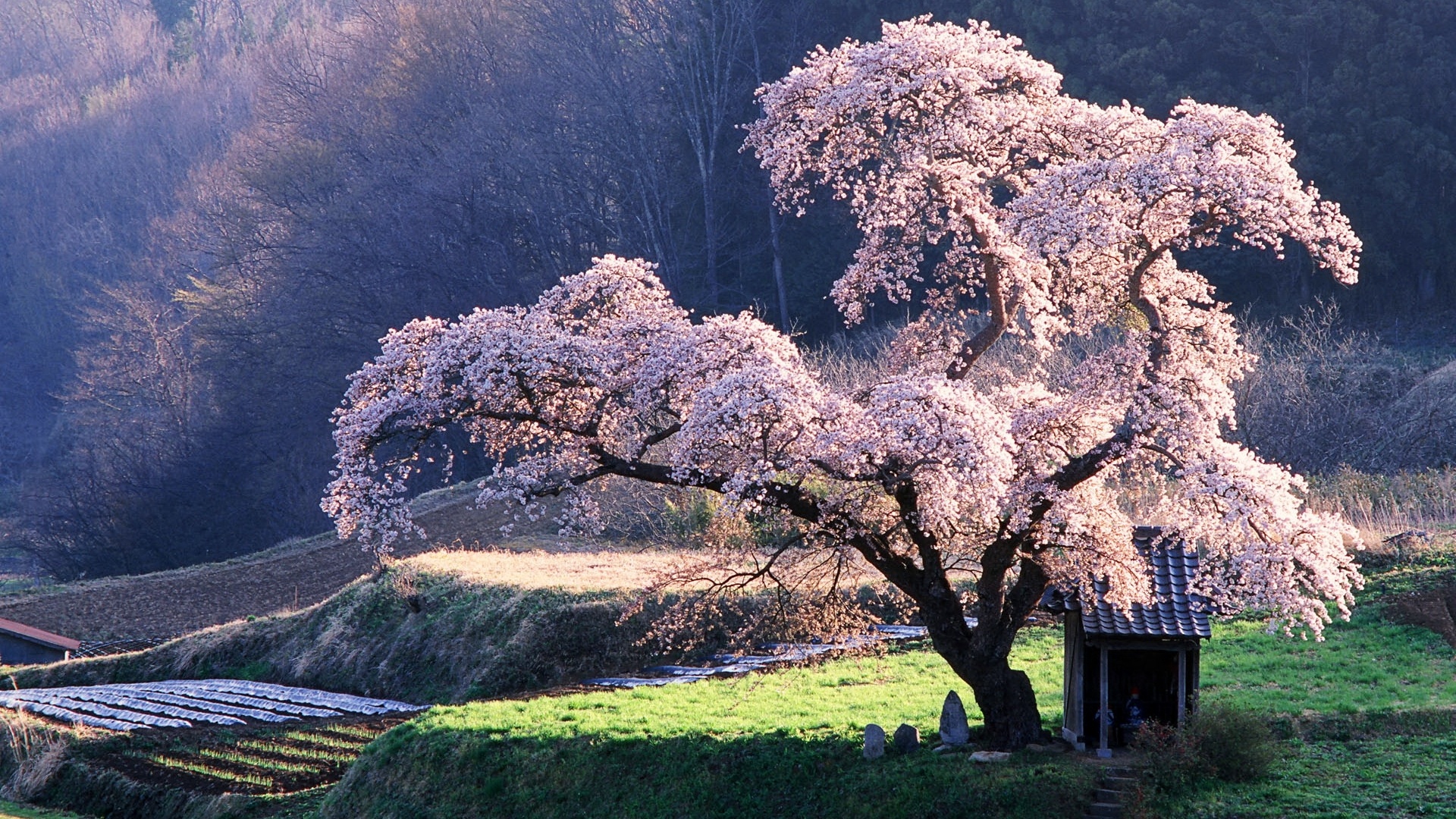 Sakura Blossom Desktop Wallpaper